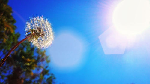 Low angle view of flower tree against blue sky