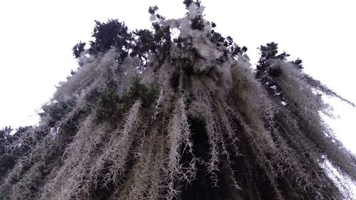 Low angle view of snow covered trees against clear sky