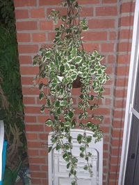 Potted plant on wall of building