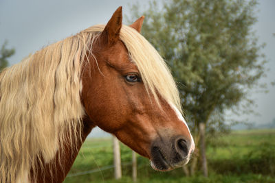 Close-up of a horse on field