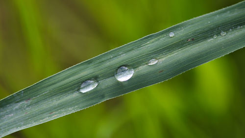 Close-up of wet leaf