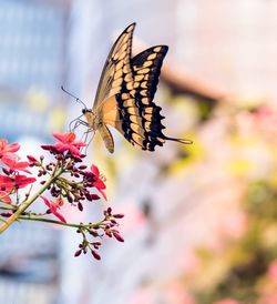 Close-up of butterfly on flower
