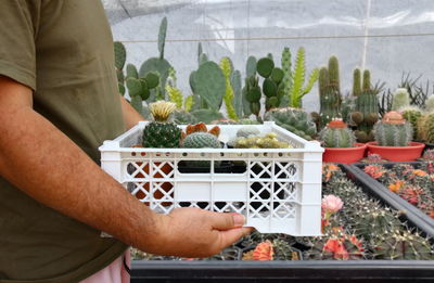 The owner cactus plantation holding white plastic container of cactus and succulent plants for sell