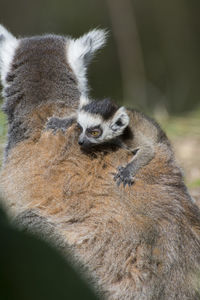 Close-up of baby lemure  and mum 