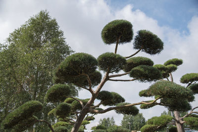 Low angle view of trees against cloudy sky