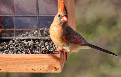 Male northern cardinal on a wooden bird feeder