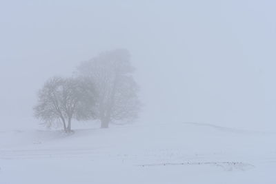 Trees on snow covered field against sky