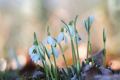 Close-up of flowering plants on field