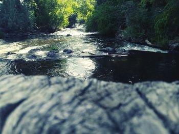 Reflection of trees in water