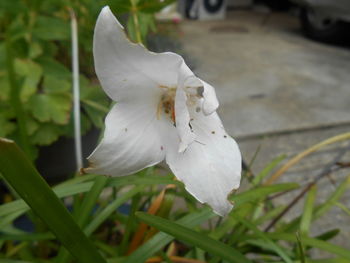 Close-up of water drops on white flower