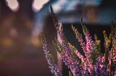 Close-up of purple flowering plants