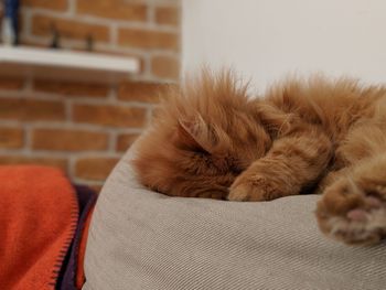 Close-up of cat sleeping at home