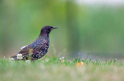 Close-up of a bird on grass