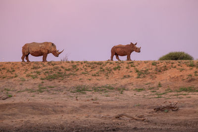 Close up view of white rhinoceros family in african savannah, madikwe game reserve, south africa