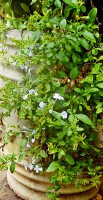 Close-up of potted plant