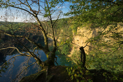 Scenic view of forest against sky