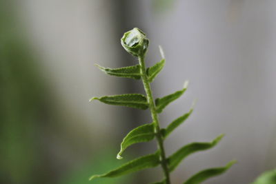 Close-up of plant growing outdoors