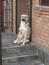 Dog on brick wall