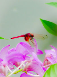 Close-up of insect on pink flower