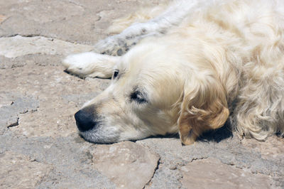 High angle view of dog resting