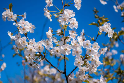 Low angle view of cherry blossoms against blue sky