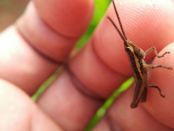 Macro shot of grasshopper on finger