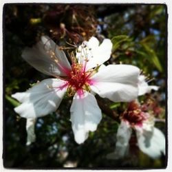 Close-up of white flowers