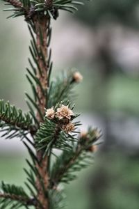 Close-up of thistle plant