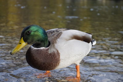 Close-up of duck in lake