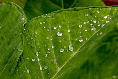 Droplets of water formed spherical shape on leaf