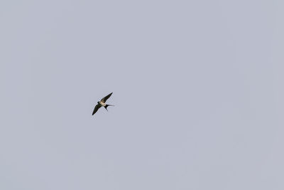 Low angle view of bird flying in sky