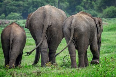 Rear view of three elephants walking