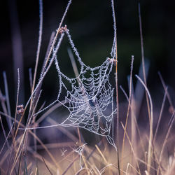 A beautiful frosted spider web in an early spring morning. cold morning scenery in a meadow. 