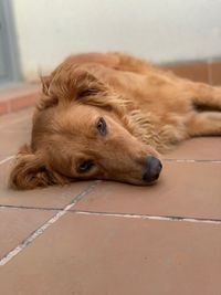 Close-up of a dog lying on floor