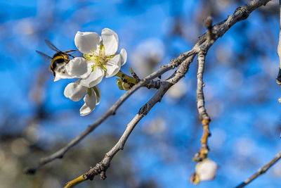 Close-up of bee on flower