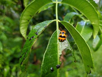 Close-up of ladybug on leaf