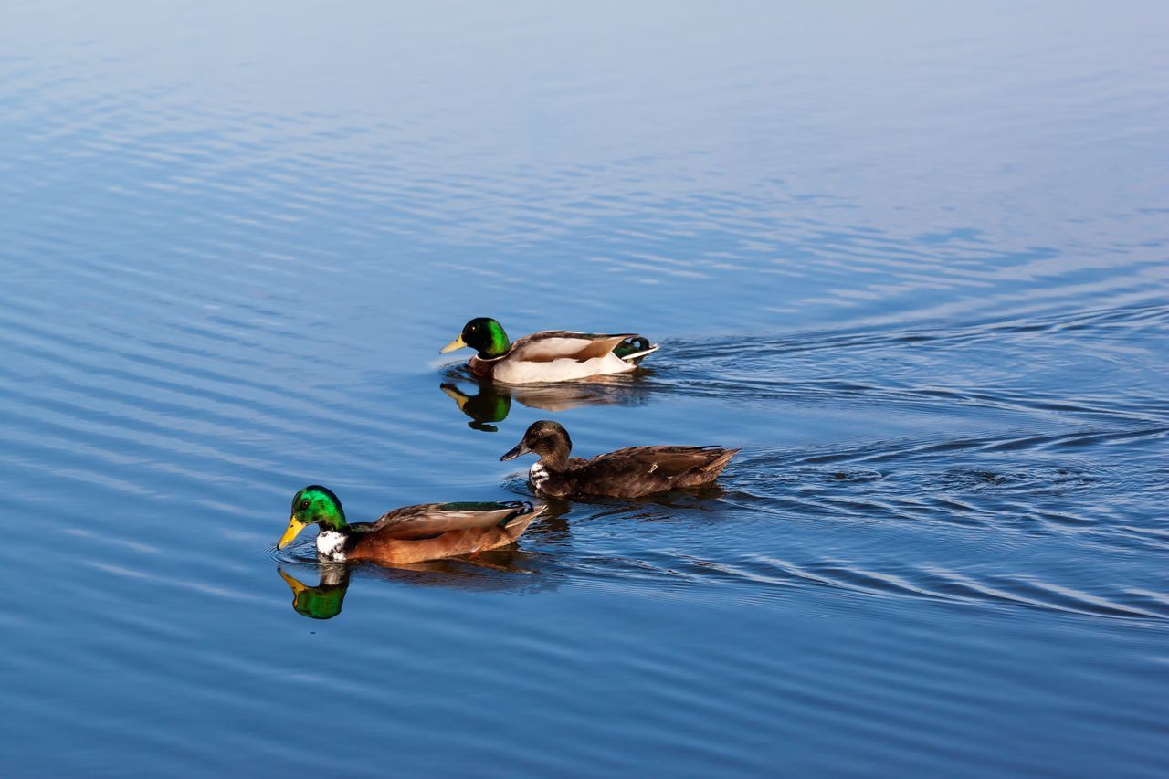 animal, animal themes, bird, swimming, water, animals in the wild, vertebrate, waterfront, animal wildlife, group of animals, lake, no people, duck, nature, day, poultry, mallard duck, beauty in nature, young animal, outdoors, animal family, floating on water