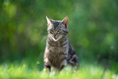 Cat looking away