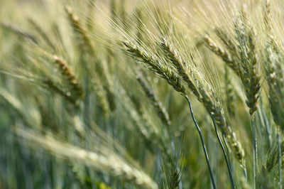 Close-up barley blur for the background.