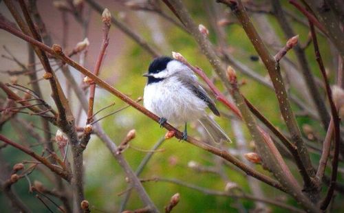 Bird perching on branch