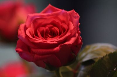 Close-up of red rose