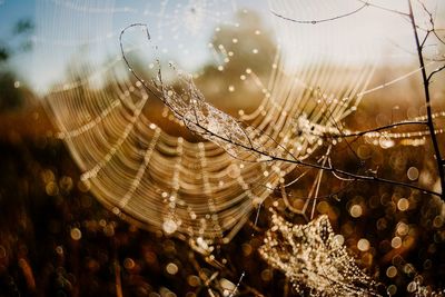 Close-up of water drops on spider web