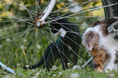 Cqt playing with a bike