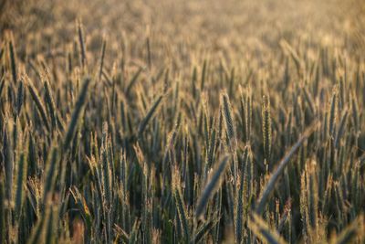 Close-up of stalks in field