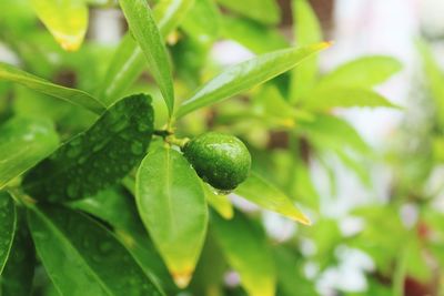 Close-up of fruit growing on plant