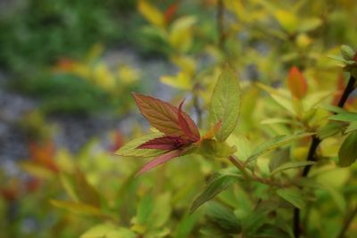 Close-up of flowering plant