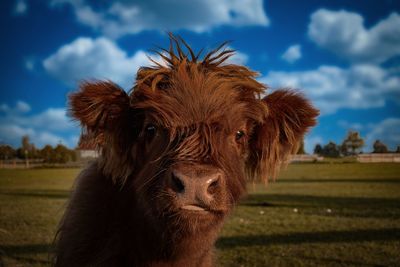 Portrait of a horse on field