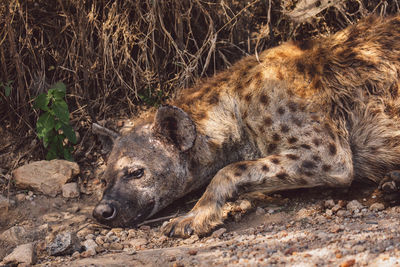 Close-up of hyena