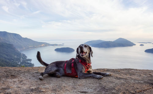 Dog standing in mountains against sky