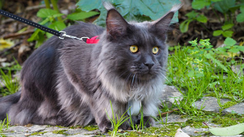 Portrait of cat on grass